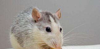 Jak poznac ze w domu sa myszy